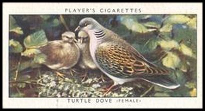 11 Turtle Dove